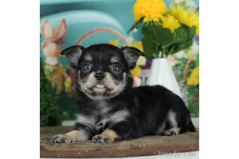 成約済の千葉県のチワワ(ロングコート)-291260の3枚目