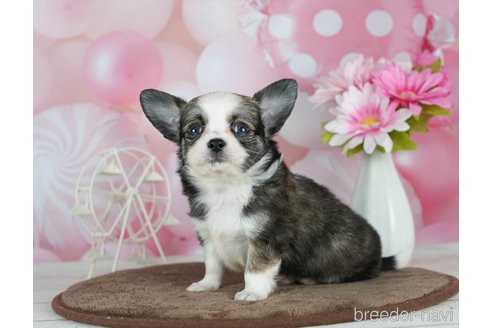 成約済の千葉県のチワワ(ロングコート)-291262の10枚目