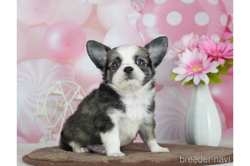 成約済の千葉県のチワワ(ロングコート)-291262の5枚目