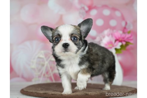 成約済の千葉県のチワワ(ロングコート)-291262の3枚目