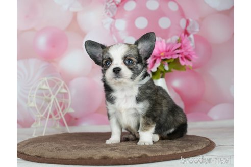 成約済の千葉県のチワワ(ロングコート)-291262の4枚目