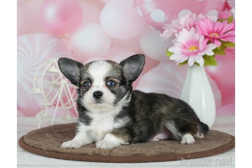 成約済の千葉県のチワワ(ロングコート)-291262の6枚目