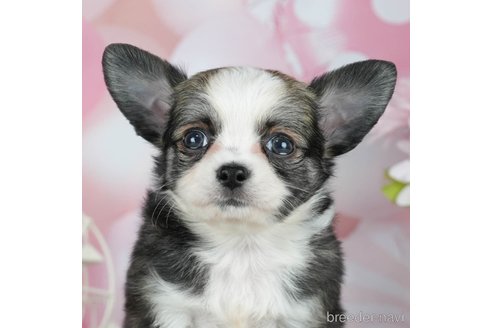 成約済の千葉県のチワワ(ロングコート)-291262の8枚目