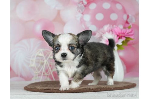 成約済の千葉県のチワワ(ロングコート)-291262の7枚目
