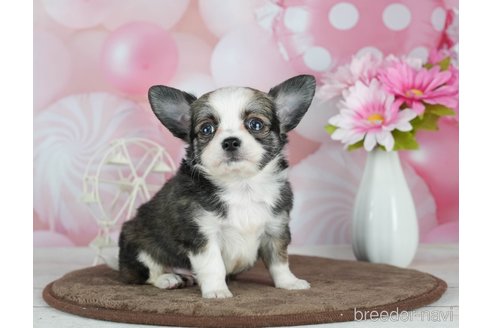 成約済の千葉県のチワワ(ロングコート)-291262の9枚目