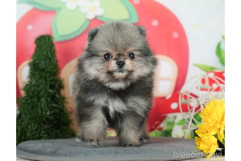 成約済の千葉県のポメラニアン-291263の8枚目