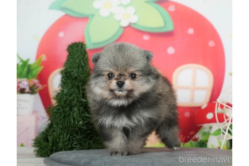 成約済の千葉県のポメラニアン-291263の9枚目