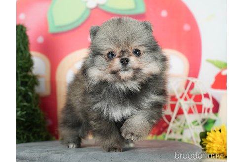 成約済の千葉県のポメラニアン-291263の10枚目