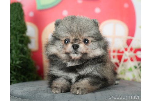 成約済の千葉県のポメラニアン-291263の3枚目