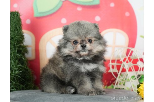 成約済の千葉県のポメラニアン-291263の6枚目