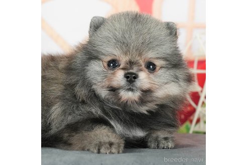 成約済の千葉県のポメラニアン-291263の1枚目