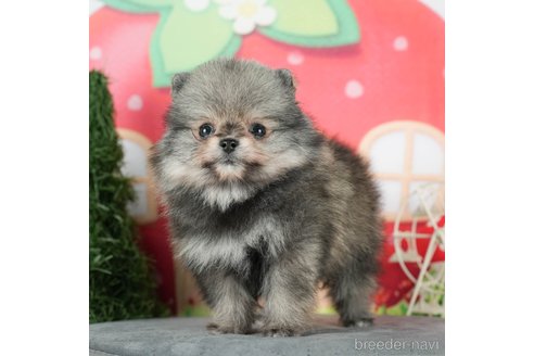 成約済の千葉県のポメラニアン-291263の4枚目