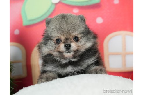 成約済の千葉県のポメラニアン-291263の7枚目