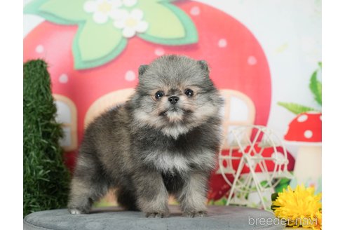 成約済の千葉県のポメラニアン-291263の2枚目