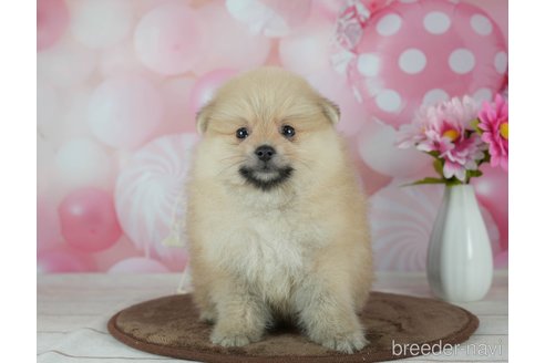 成約済の千葉県のポメラニアン-291267の6枚目