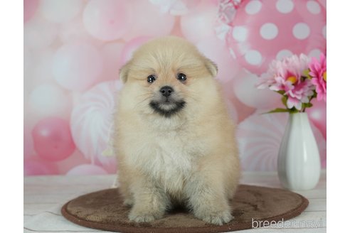 成約済の千葉県のポメラニアン-291267の8枚目