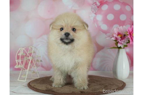 成約済の千葉県のポメラニアン-291267の7枚目