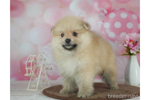 成約済の千葉県のポメラニアン-291267の9枚目