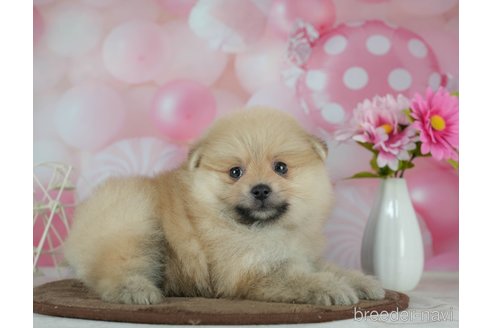 成約済の千葉県のポメラニアン-291267の10枚目