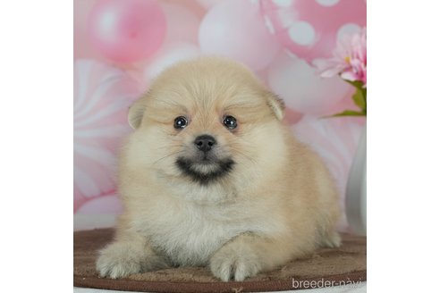 成約済の千葉県のポメラニアン-291267の2枚目