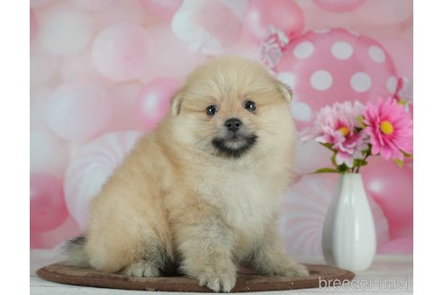 成約済の千葉県のポメラニアン-291267の4枚目