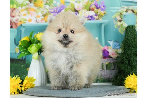 成約済の千葉県のポメラニアン-291269の8枚目