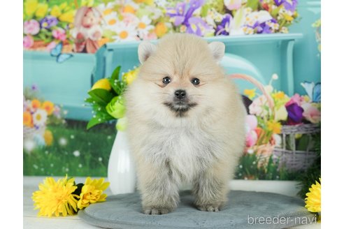 成約済の千葉県のポメラニアン-291269の9枚目