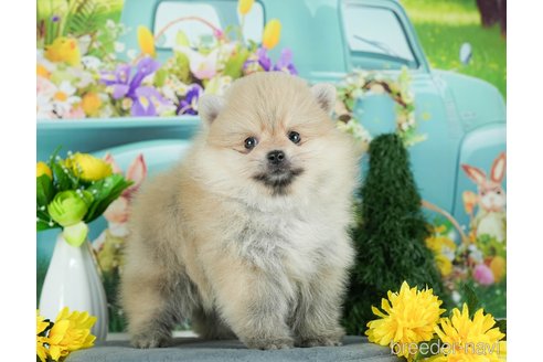 成約済の千葉県のポメラニアン-291269の10枚目