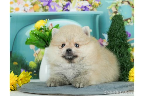 成約済の千葉県のポメラニアン-291269の6枚目