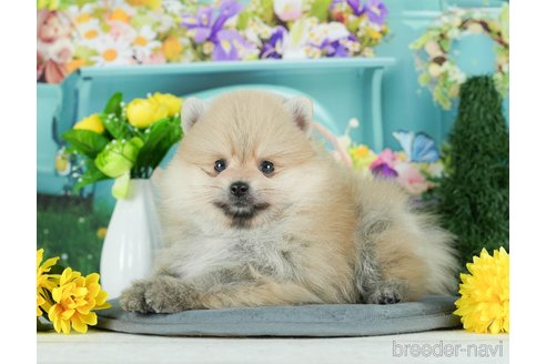 成約済の千葉県のポメラニアン-291269の7枚目