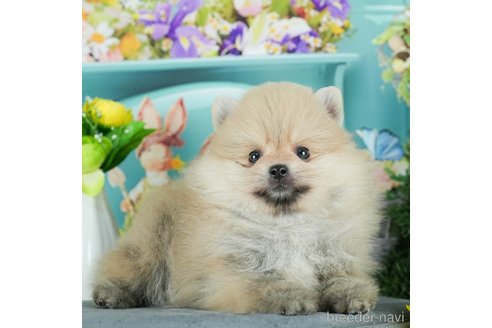成約済の千葉県のポメラニアン-291269の5枚目