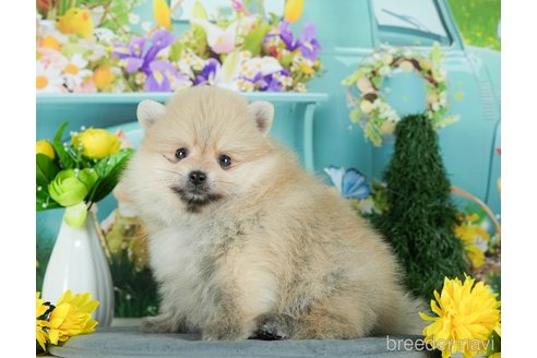 成約済の千葉県のポメラニアン-291269の2枚目