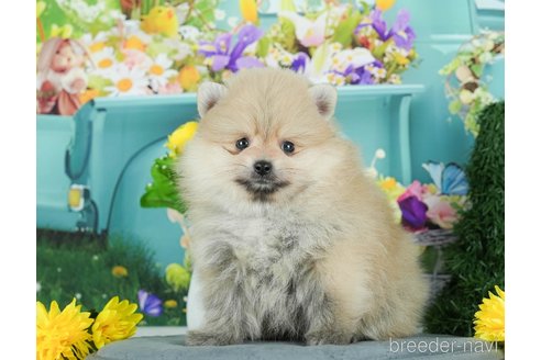 成約済の千葉県のポメラニアン-291269の3枚目