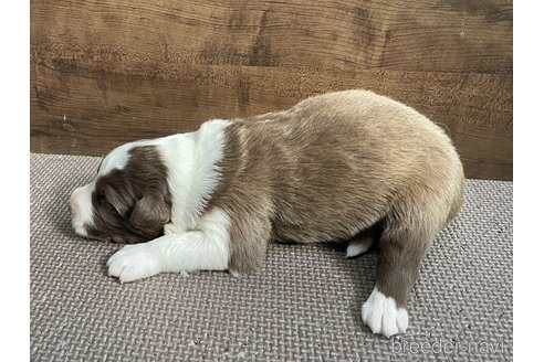 成約済の東京都のボーダーコリー-291270の4枚目