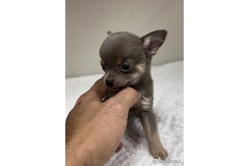 成約済の福岡県のチワワ(スムースコート)-291293の8枚目