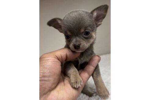 成約済の福岡県のチワワ(スムースコート)-291293の9枚目