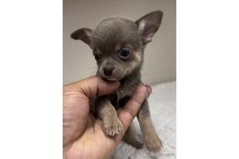 成約済の福岡県のチワワ(スムースコート)-291293の10枚目