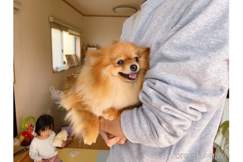 ハンハンちゃん1枚目