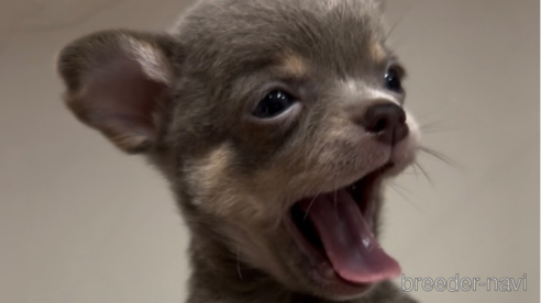 成約済の福岡県のチワワ(スムースコート)-291293の7枚目