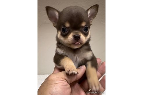 成約済の福岡県のチワワ(スムースコート)-289347の3枚目