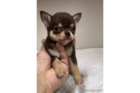 成約済の福岡県のチワワ(スムースコート)-289347の4枚目