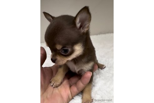 成約済の福岡県のチワワ(スムースコート)-289347の5枚目