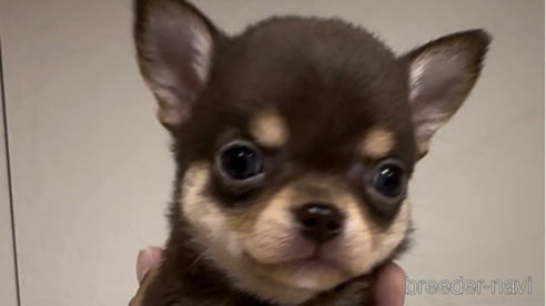 成約済の福岡県のチワワ(スムースコート)-289347