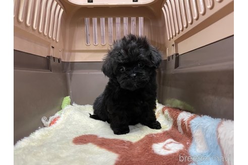 成約済の愛媛県のミックス犬-291309の4枚目