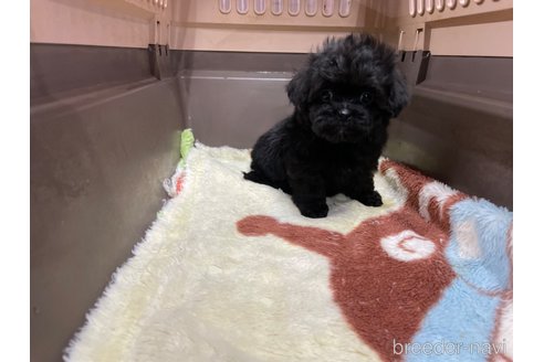 成約済の愛媛県のミックス犬-291309の5枚目