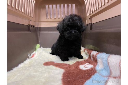 成約済の愛媛県のミックス犬-291309の3枚目