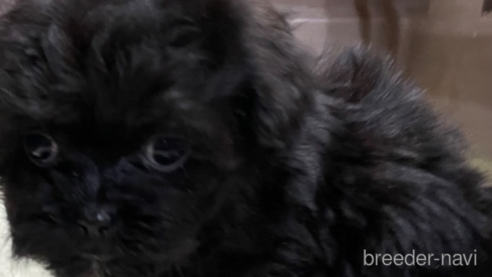 成約済の愛媛県のミックス犬-291309の2枚目