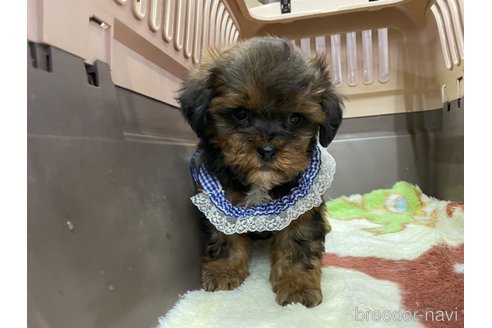 成約済の愛媛県のミックス犬-291313の4枚目