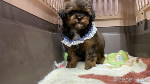 成約済の愛媛県のミックス犬-291313の3枚目