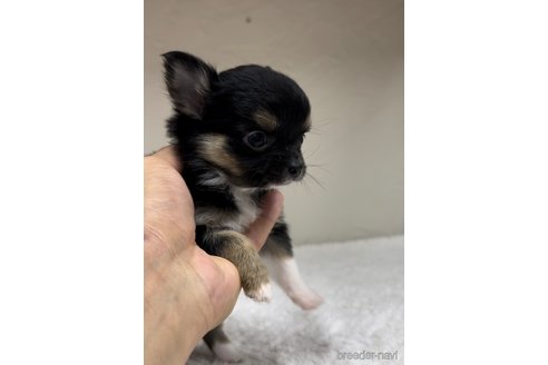 成約済の福岡県のチワワ(ロングコート)-289239の3枚目